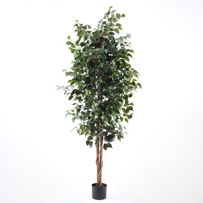 Garden Foggia - Pianta Ficus Variegato H 150
