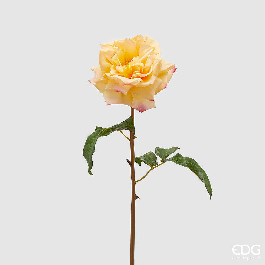 EDG - Rosa Dea H 50cm