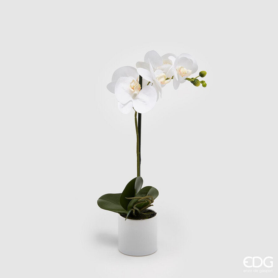EDG - Orchidea Phalenopsis Con Vaso H 40cm White
