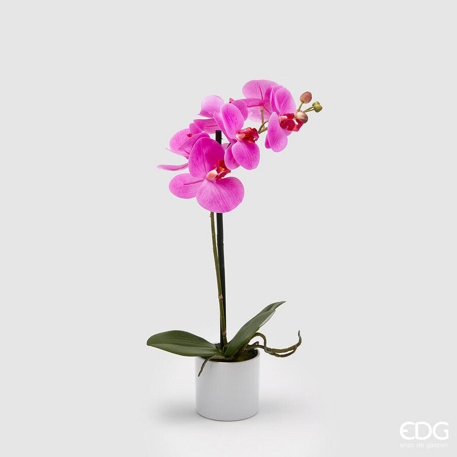 EDG - Orchidea Phalenopsis Con Vaso H 40cm Fuchsia