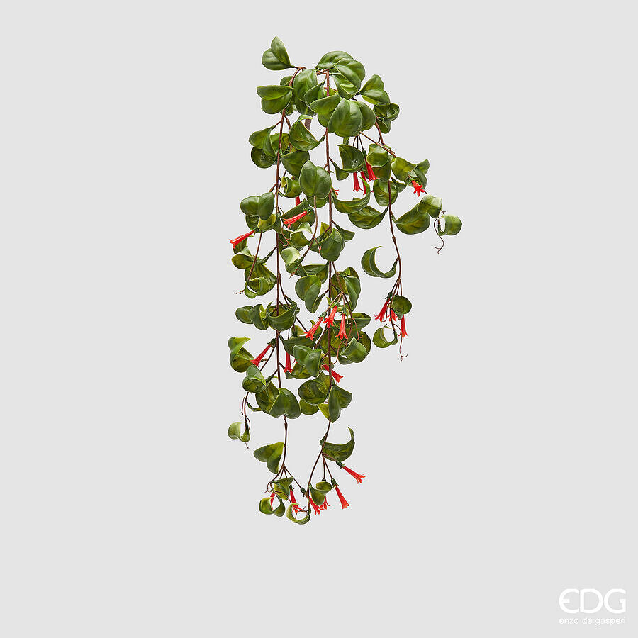EDG - Eschinanto Cadente H 65cm