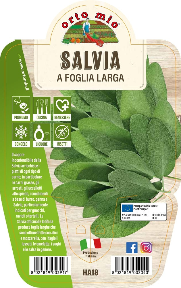 Orto Mio - Salvia vaso 14