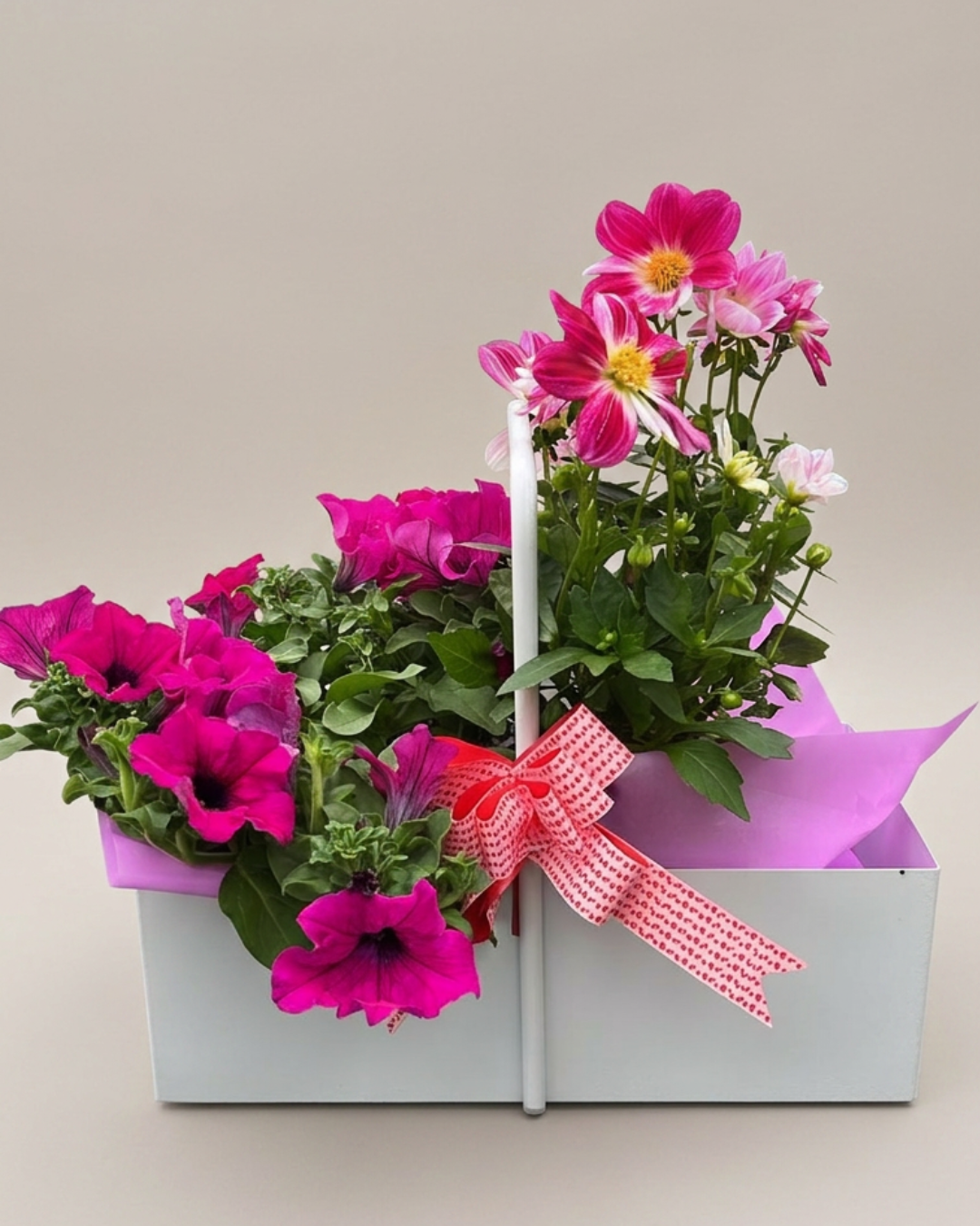 Garden Foggia - Mix Color