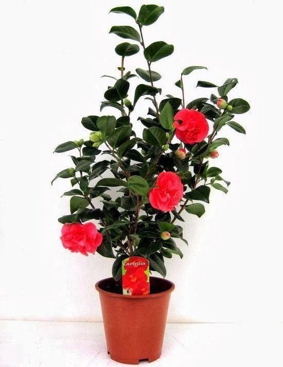 Garden Foggia - Camelia