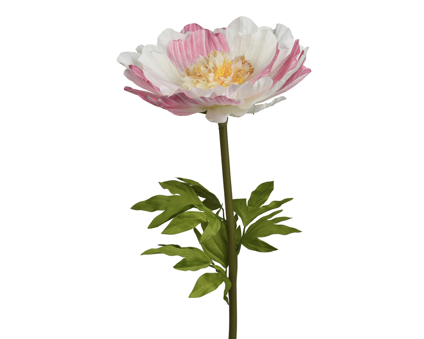 Garden Foggia - Fiore Peonia Gigante