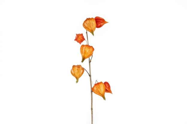 Garden Foggia - Ramo Alchechengio orange h 99CM