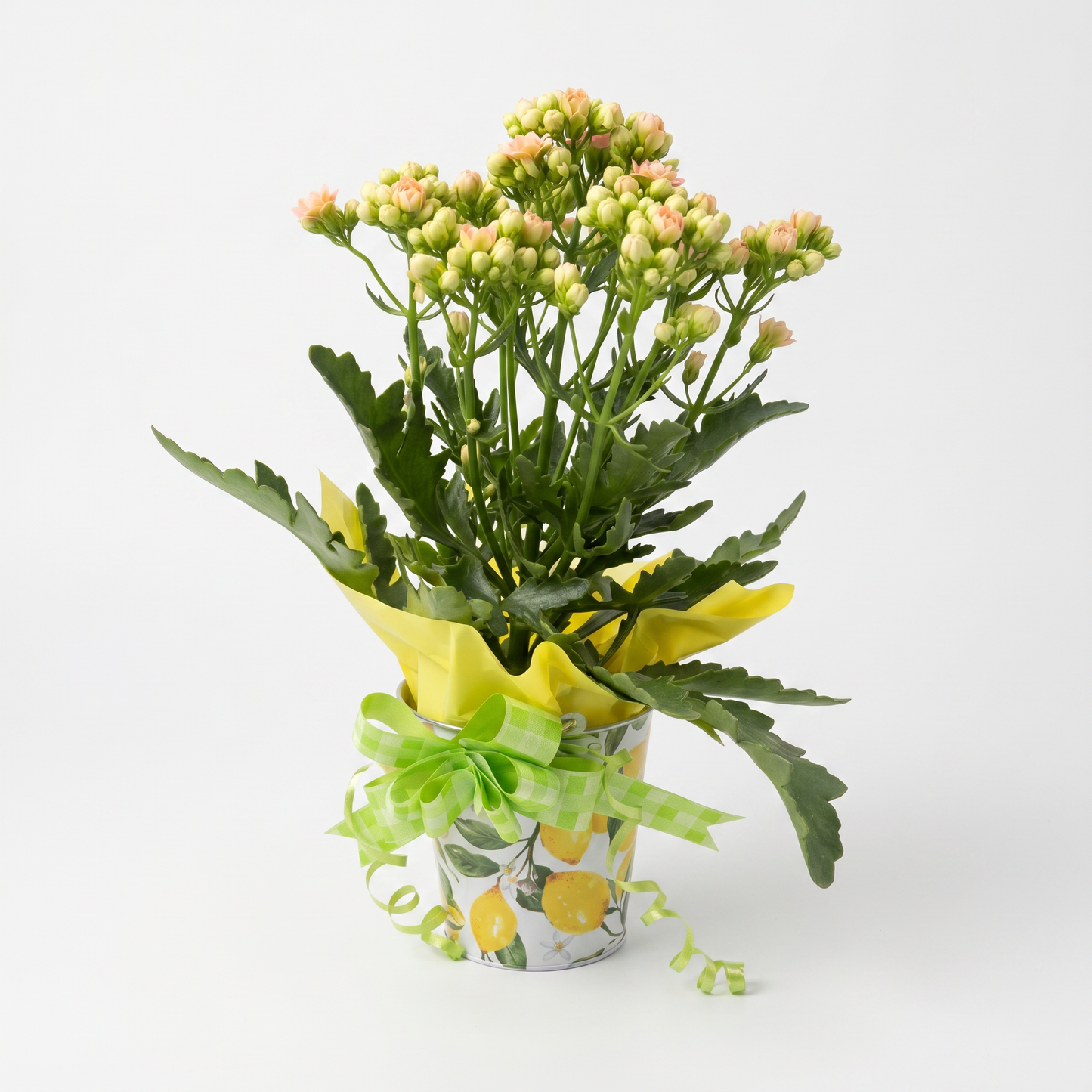 Garden Foggia - Composizione Kind Mom