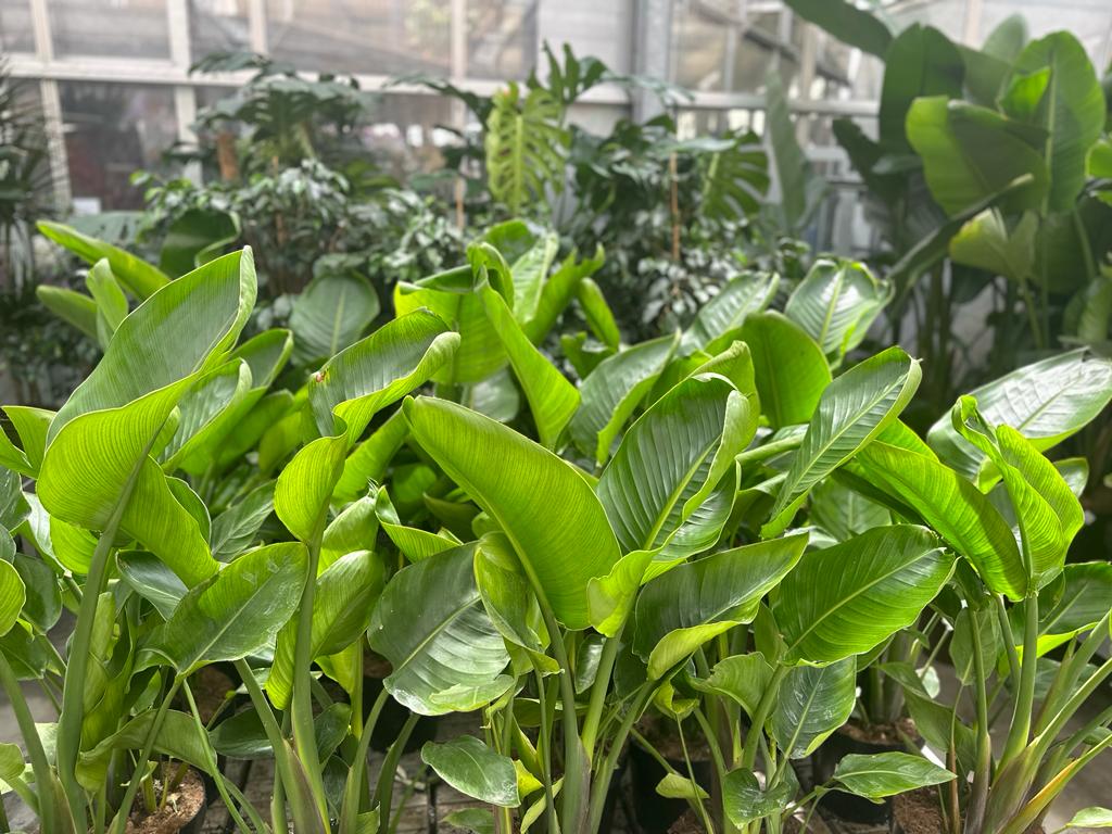 Foggia de jardin - Strelitzia en pot
