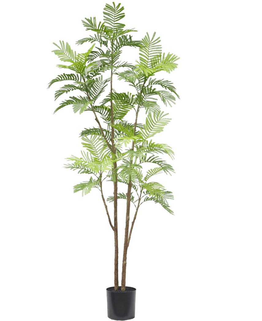 Garden Foggia - Pianta Felce 150 cm