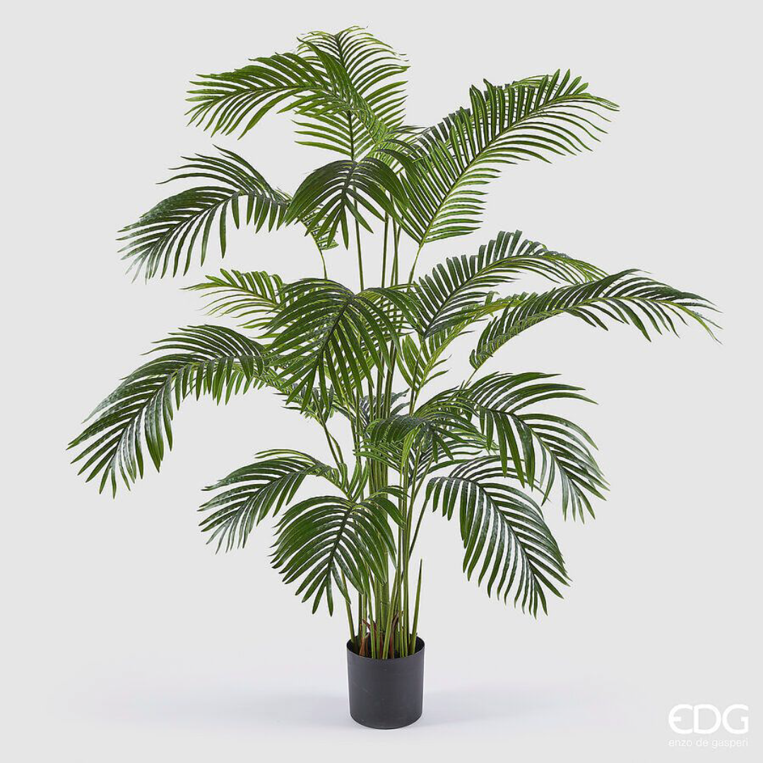 EDG - Palma Areca H170 cm
