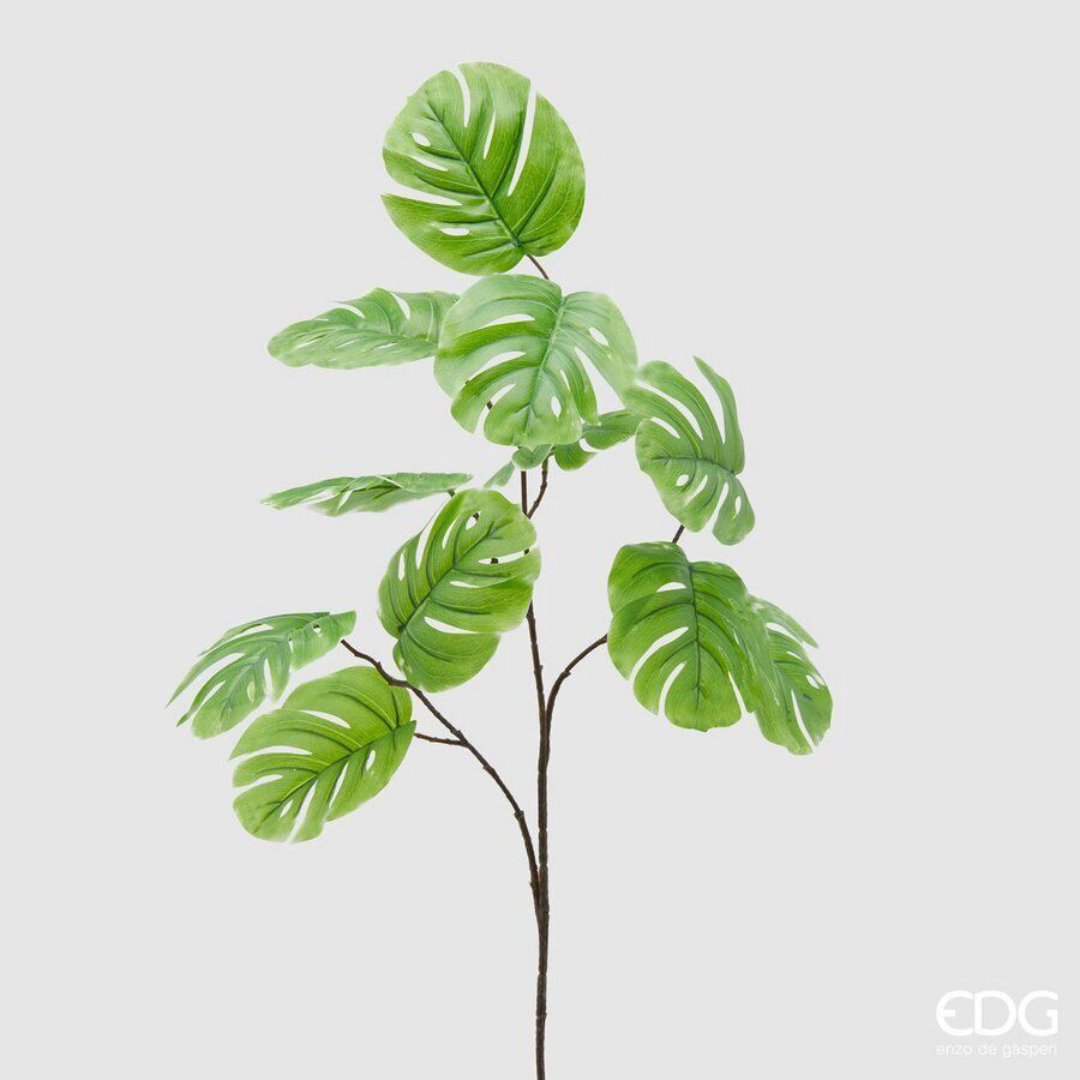 EDG - Ramo Monstera Olis