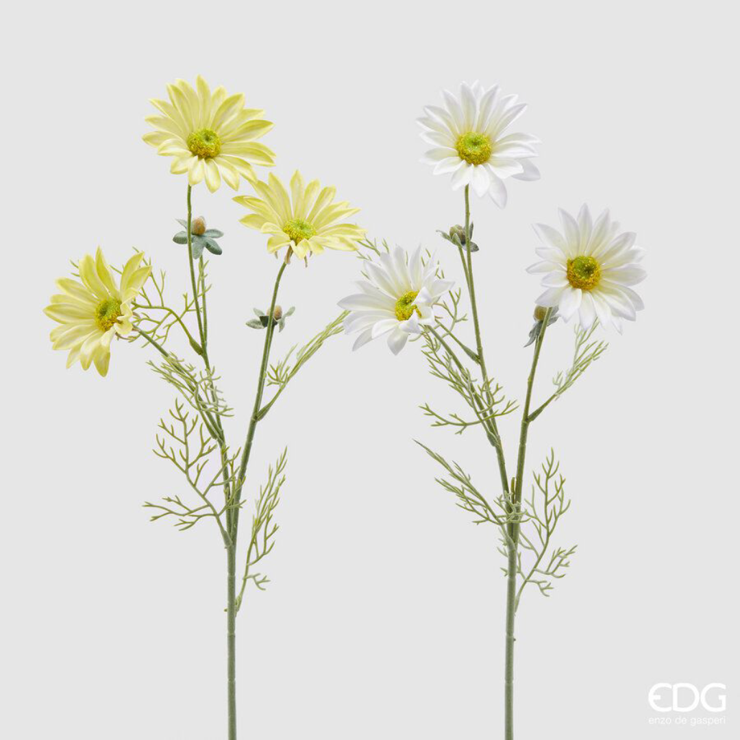 EDG - Ramo Margherita Assortito Bianco/ Giallo