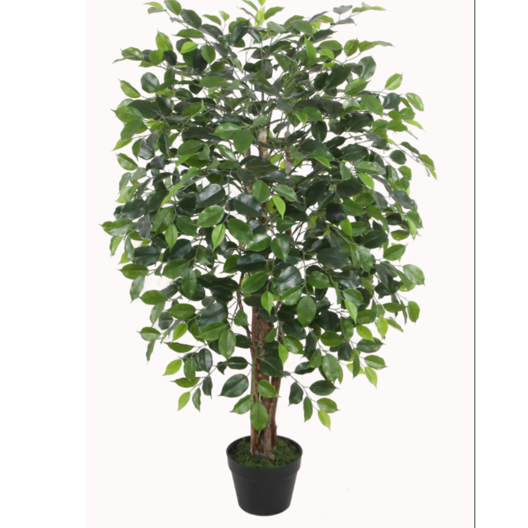 Foggia de jardin - Ficus artificiel
