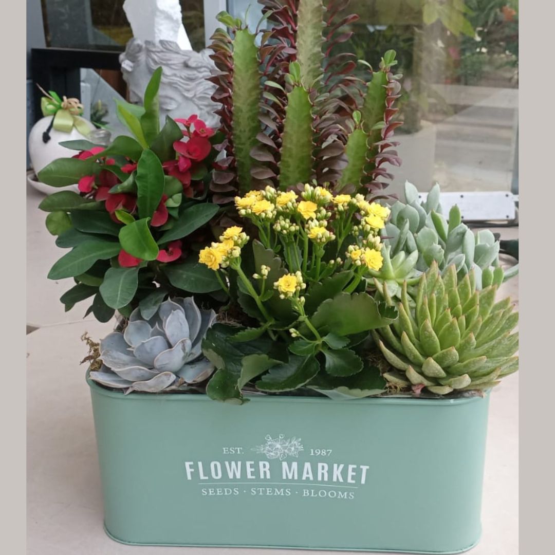 Jardin Foggia - Composition Mixte