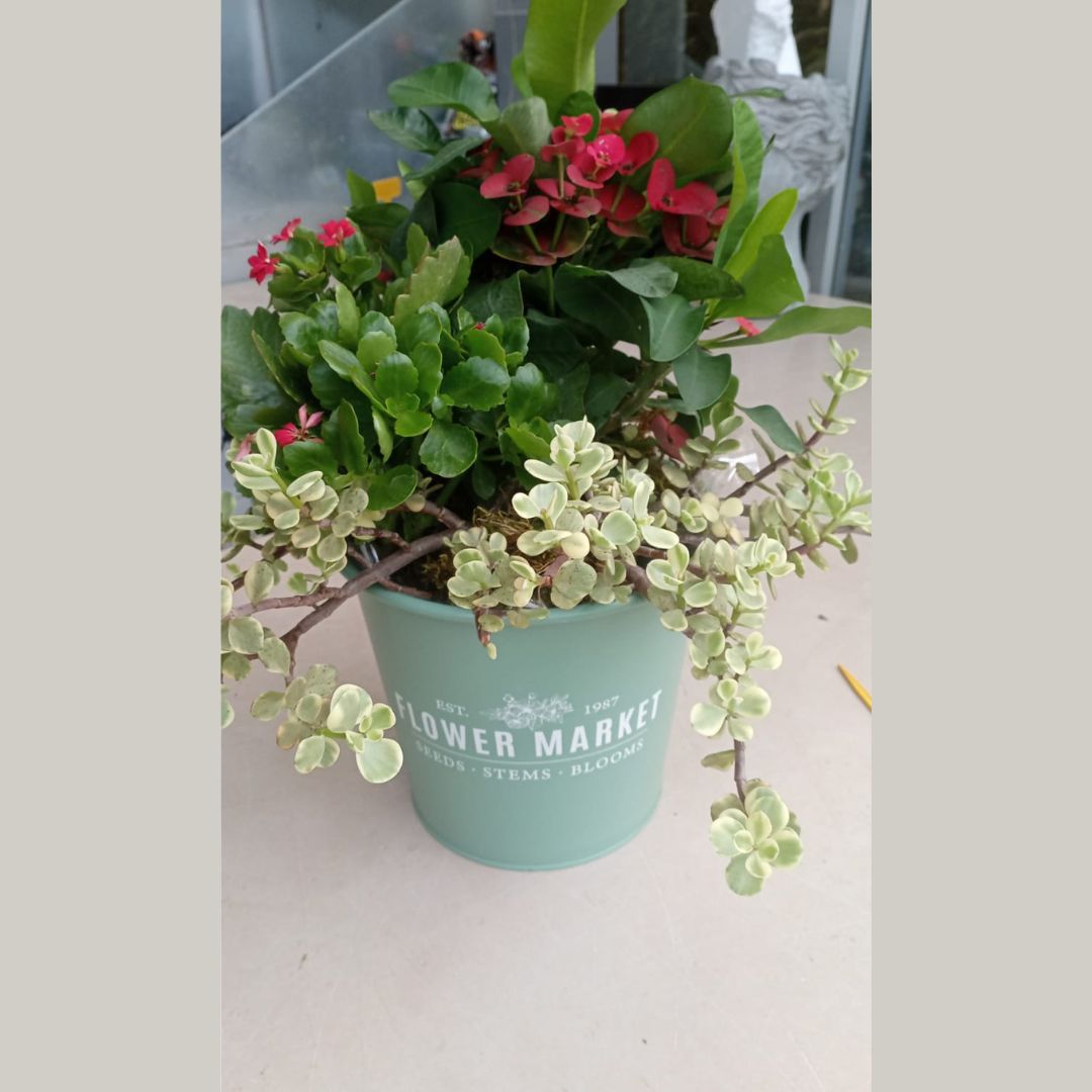 Jardin Foggia - Composition du Marché aux Fleurs
