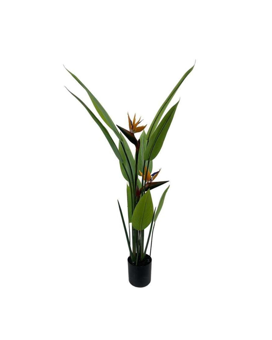 Garden Foggia - Strelitzia In Vaso Cm 110
