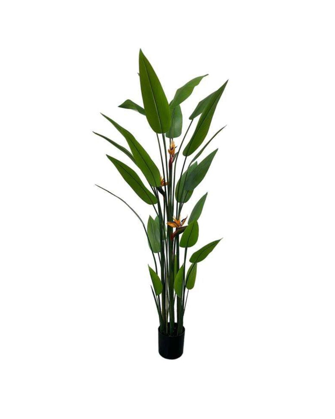 Garden Foggia - Strlitzia In Vaso H 160CM