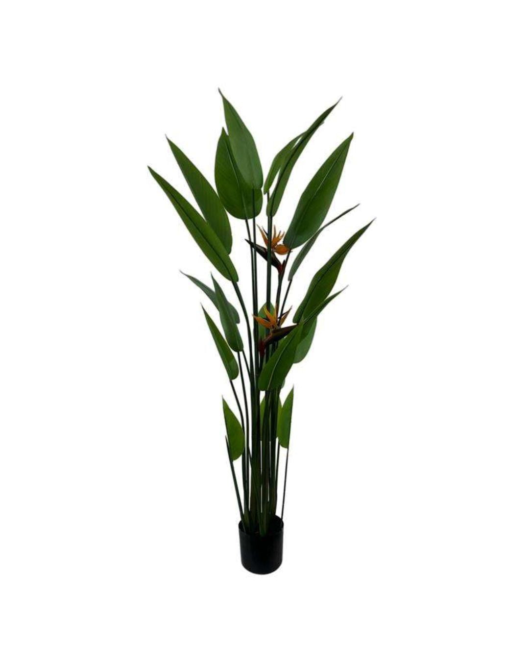Garden Foggia - Strelitzia Chic H 210cm