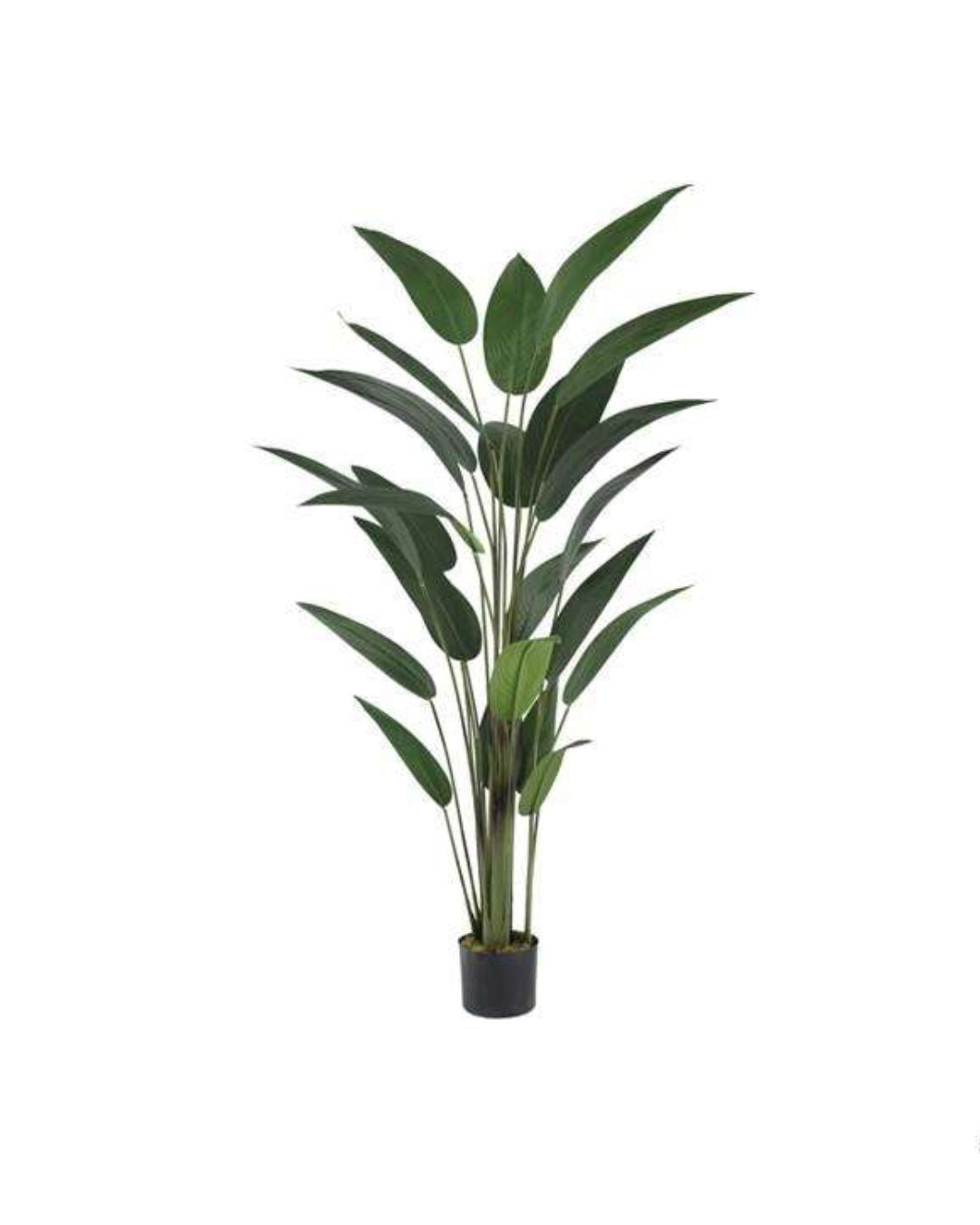 Garden Foggia - Pianta Uccello del Paradiso h 182cm