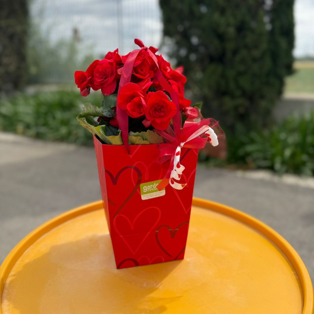 Garden Foggia - Composizione Begonia In Bag