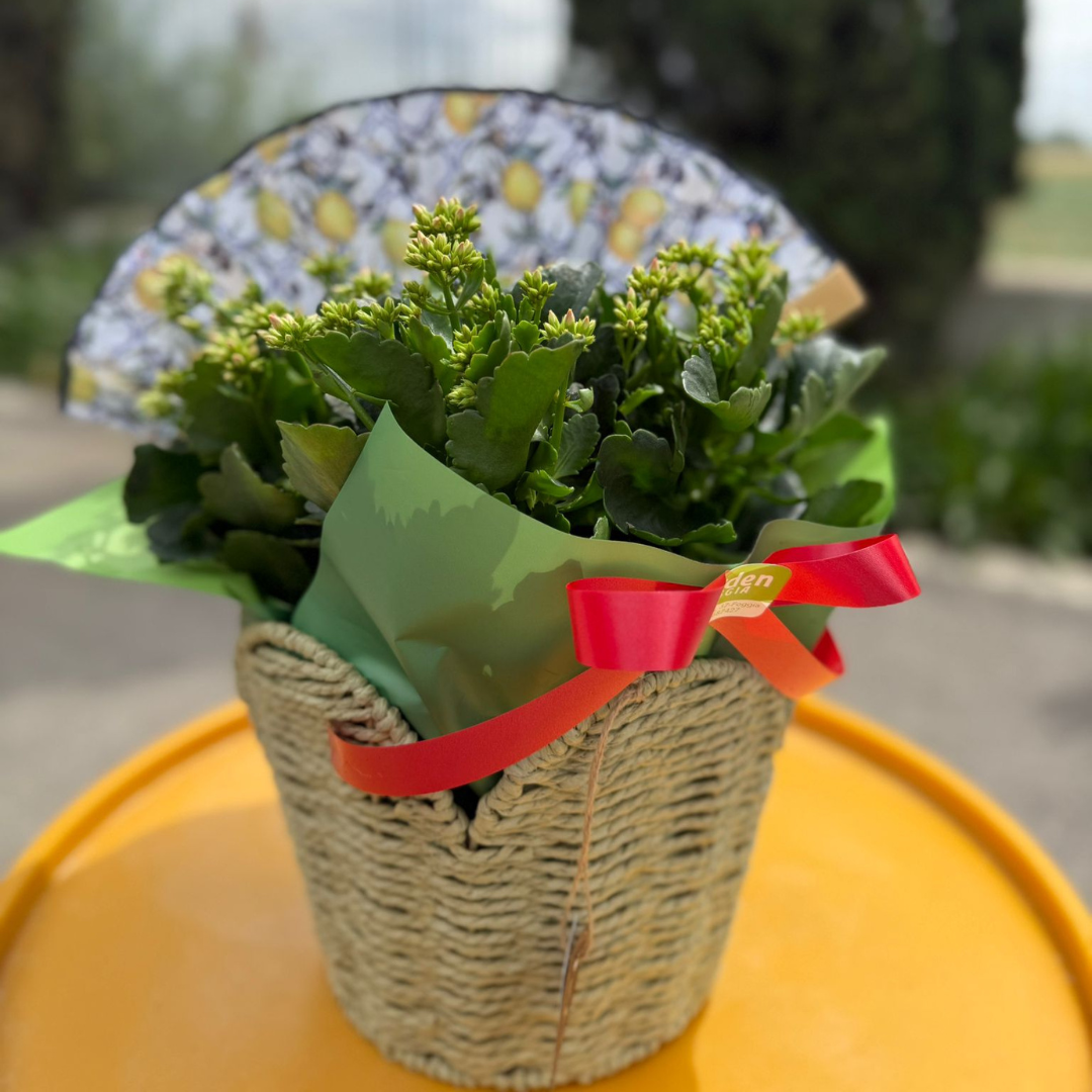 Garden Foggia - Composizione In Cesto Tulipano