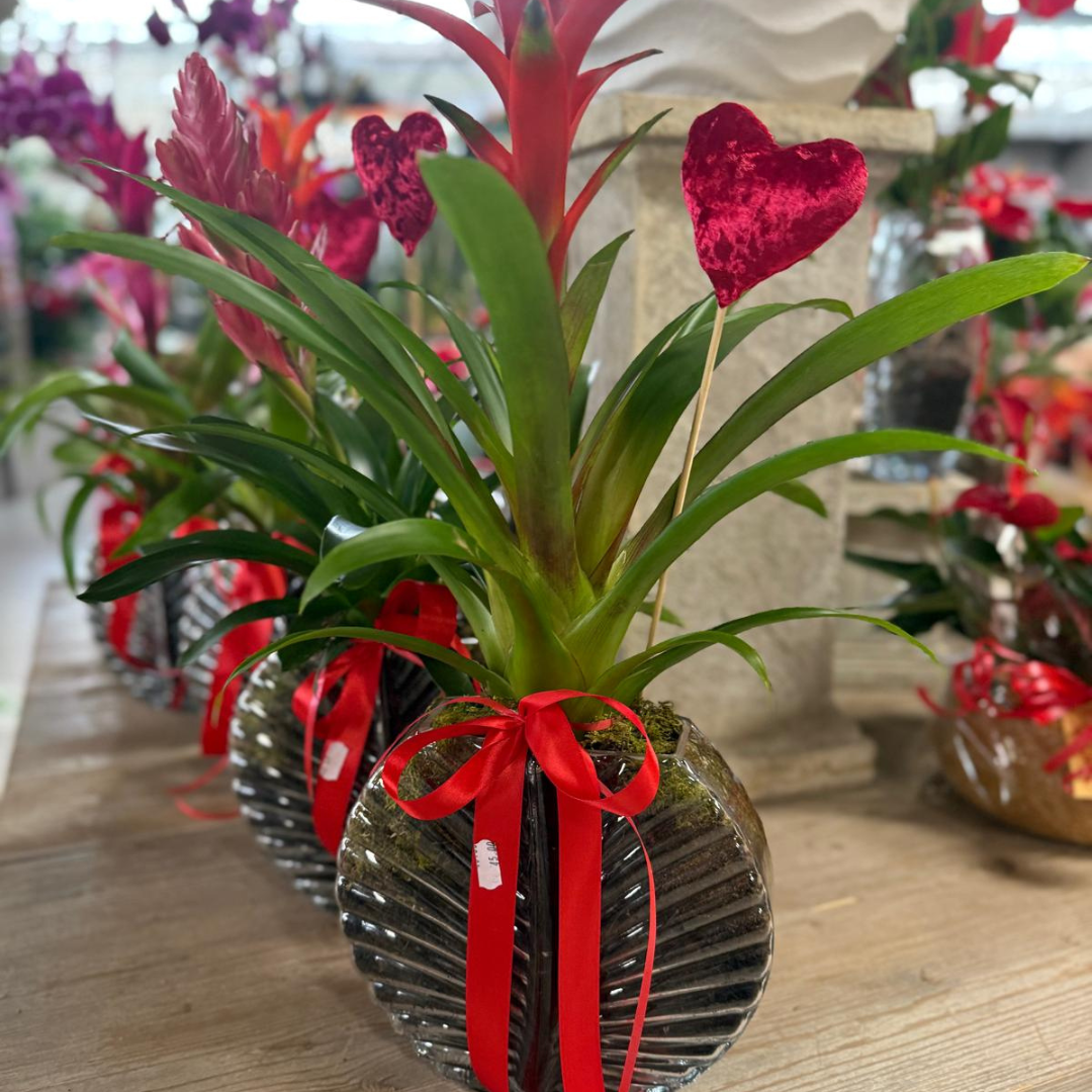 Garden Foggia - Composizione Vaso Foglia