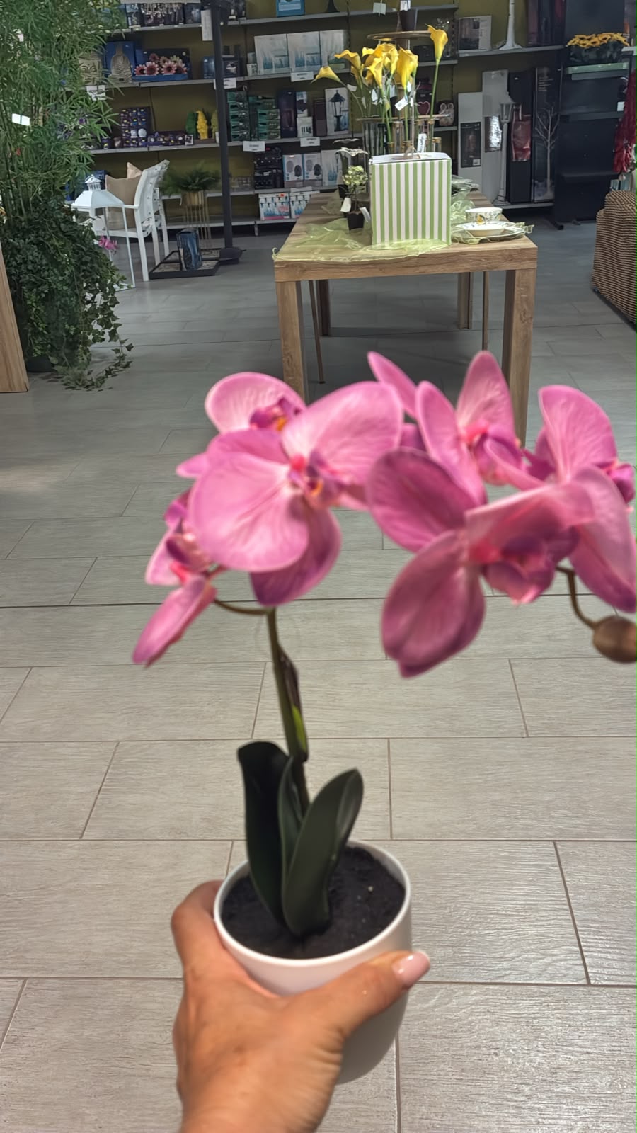EDG - Orchidea Palenopsis Con Vaso H 40