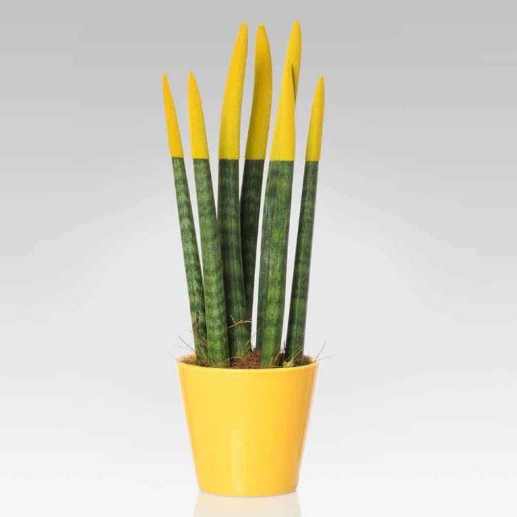 Garden Foggia - Sanseveria In Vaso