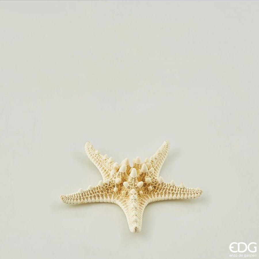 EDG - Stella marina decorativa – 8 cm