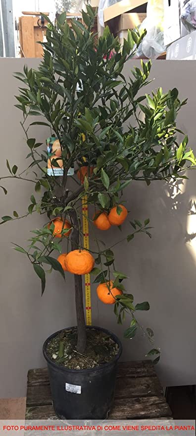 Jardin Foggia - Agrumes