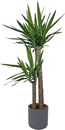 Garden Foggia - Yucca artificiale in vaso