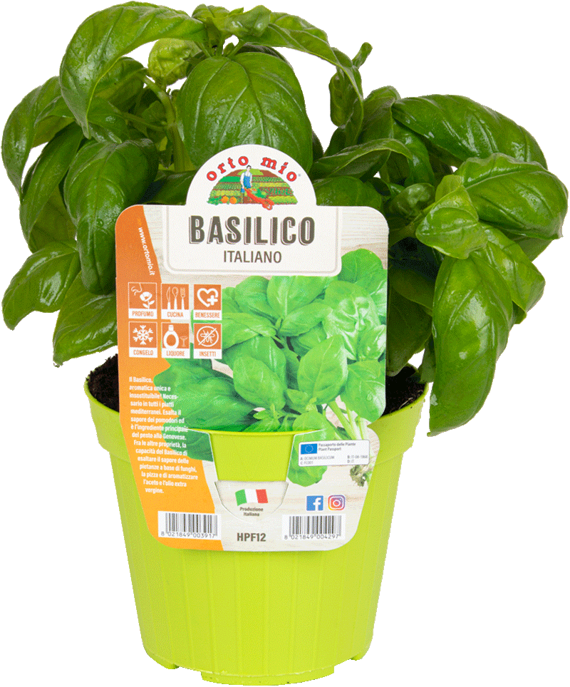 My Garden - Genoese Basil in a Pot