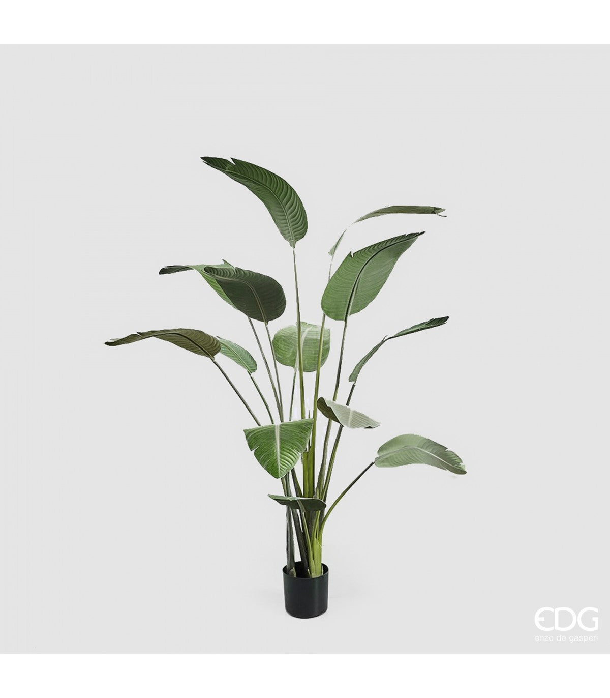 EDG - Strelitzia Chic artificiale in vaso H150