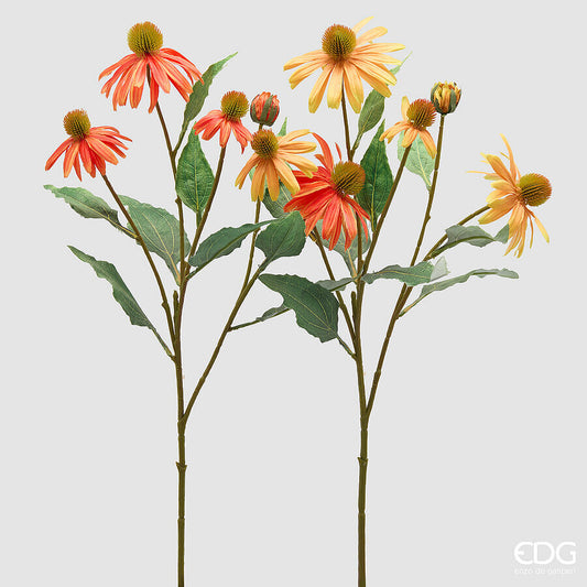 EDG - Rudbeckia H 70 Orange Mix