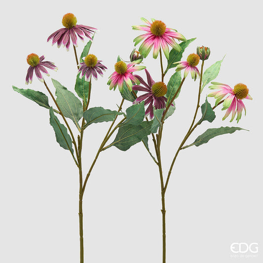 EDG - Rudbeckia h 70xm Purple Mix