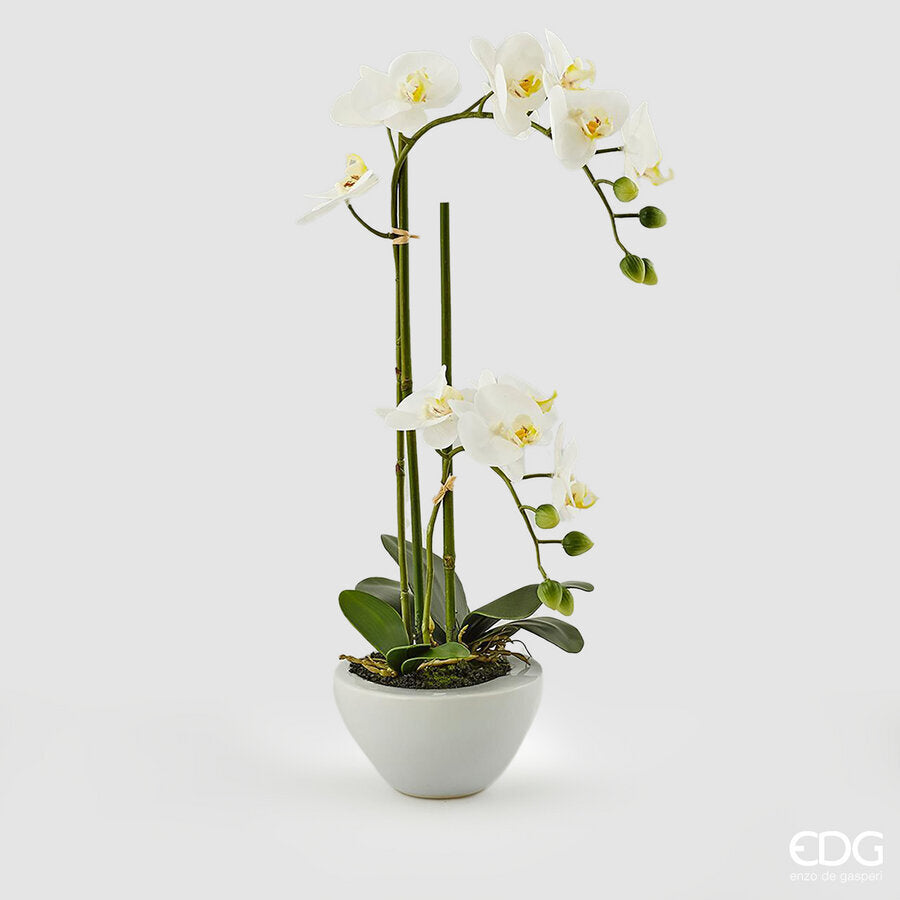 EDG - Orchidea Phalenopsis H 50CM White