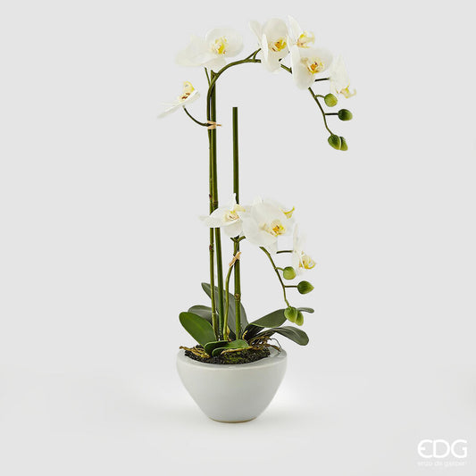 EDG - Orchidea Phalenopsis H 50CM White