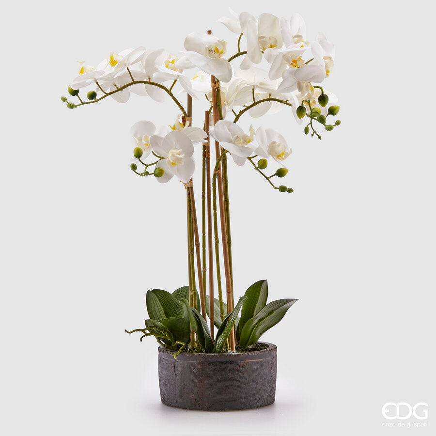 EDG - Orchidea Phalenopsis H 72 White
