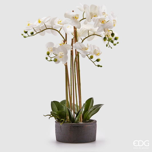 EDG - Orchidea Phalenopsis H 72 White