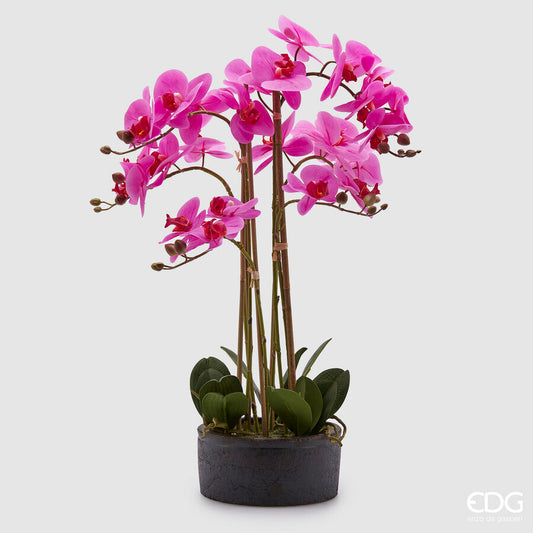EDG - Orchidea Phalenopsis H72 cm Fuchsia