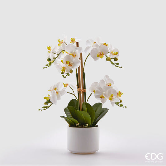 EDG - Orchidea Phalenopsis Con Vaso H38 White