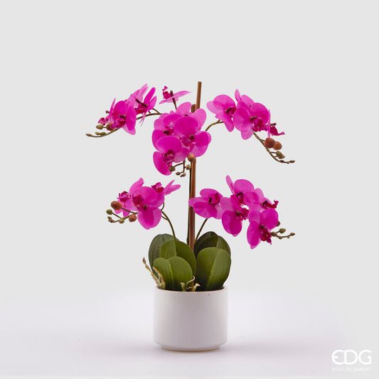 EDG - Orchidea Phalenopsis Con Vaso H38 Fuchsia