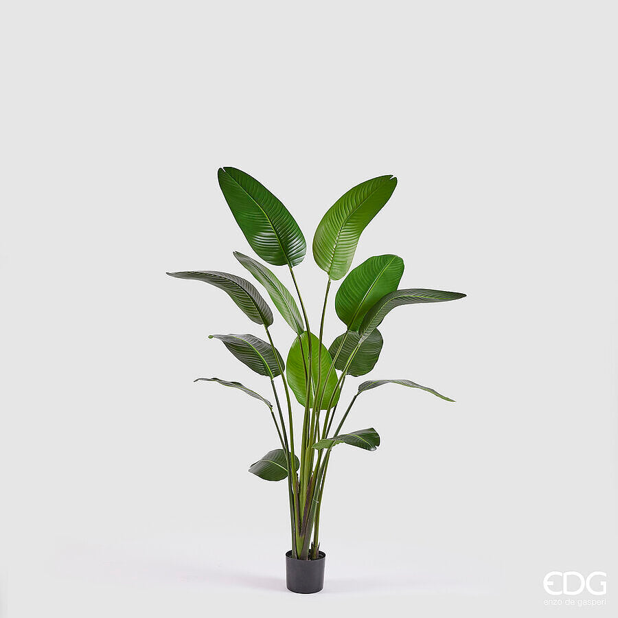 EDG - Strelitzia Artificiale H 185cm