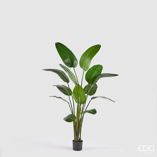 EDG - Strelitzia Artificiale H 185cm