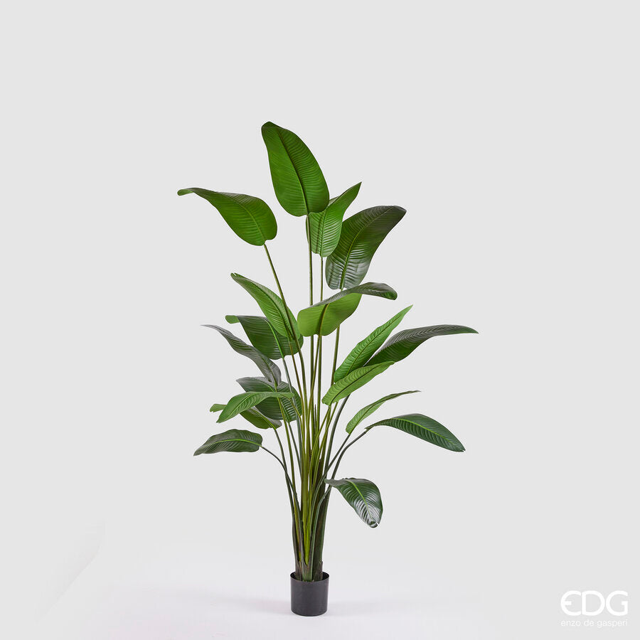 EDG - Strelitzia Artificiale In Vaso H260cm