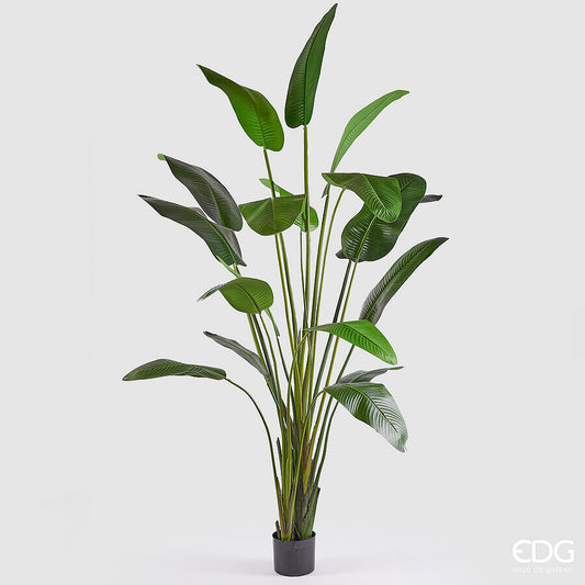 EDG - Strelitzia Artificiale H 310cm