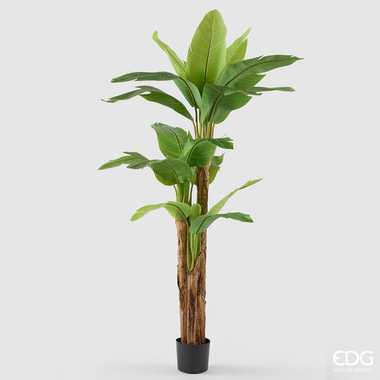 EDG - Banano Artificiale Con Vaso H 200cm