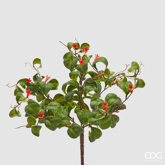 EDG - Eschinanto Cespuglio H 38cm
