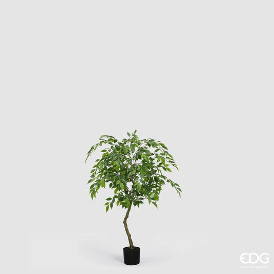 EDG - Ficus Beniamino Vogue H 100cm
