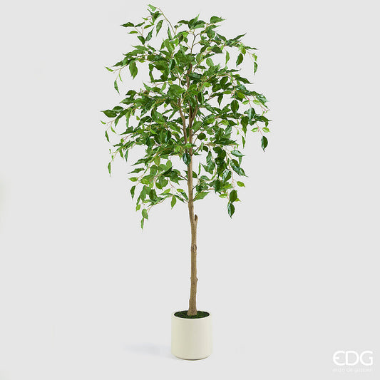 EDG - Ficus Beniamino Artificiale H 170cm